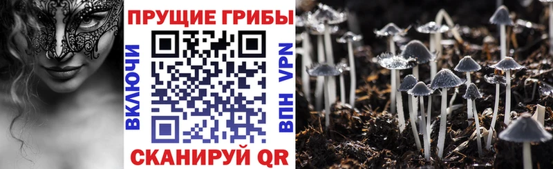 Купить  Славгород  Псилоцибиновые грибы Cubensis 